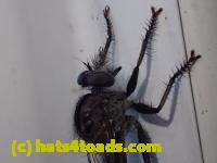 /home//u458753944/public_html/sourcegallery////////////////Insects and small critters/flies (Diptera)/P7100964.JPG